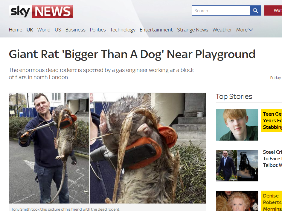 Giant Rat Bigger Than A Dog Near Playground